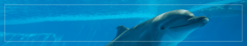 dolphin